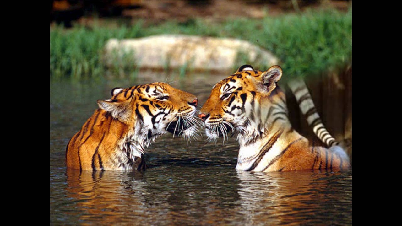 TECHNO CLASICO MIX DE LOS 80