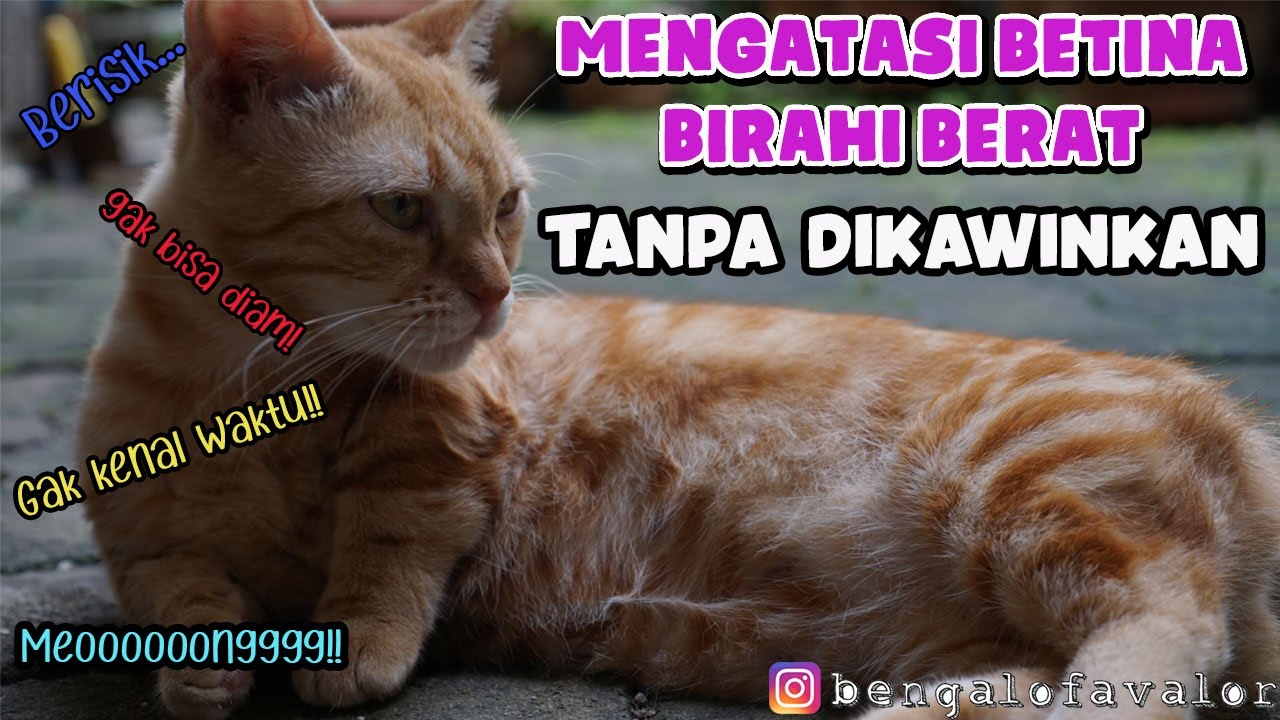 MENGATASI KUCING BETINA YANG BIRAHI BERAT SAMPAI BERISIK