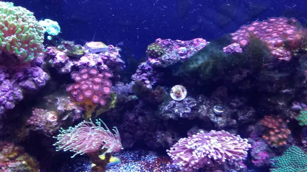 Vibrant Liquid Aquarium Cleaner after 3 months