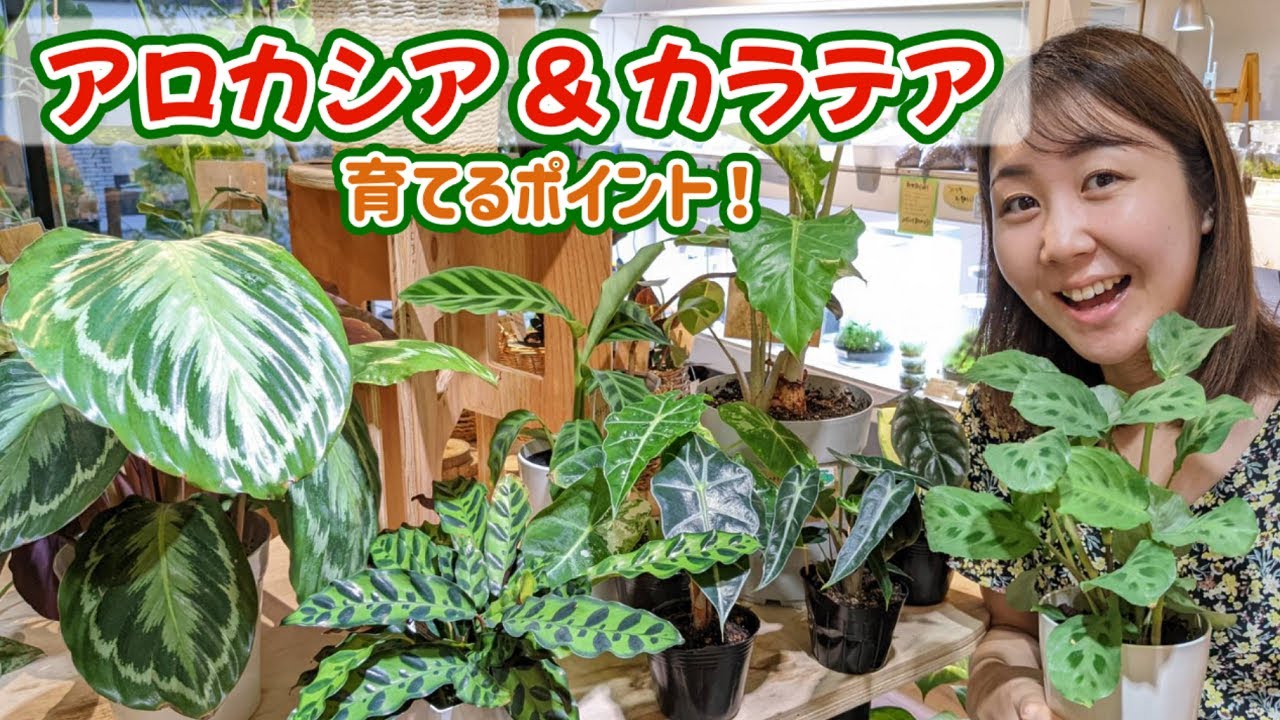 【アロカシア と カラテアの育てるポイント】サマーセール開催中！編《NOKO'sちゃんねる》《ノコズ》