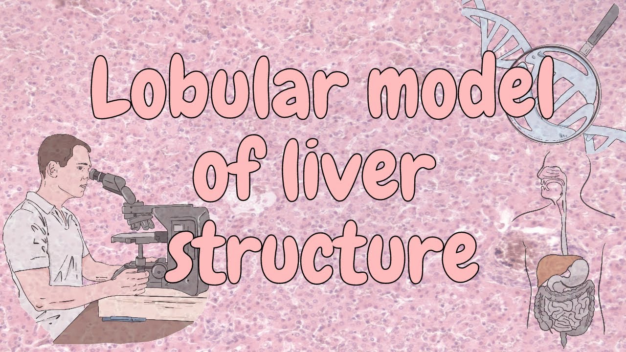 Lobular model of liver structure - liver histology and pathology