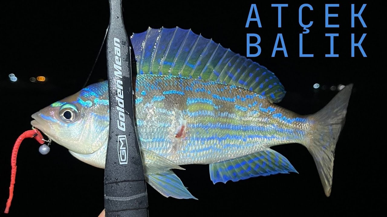 At Çek İzmarit Avı-Bu Balığın Renklerine Hayranız #fishing #balıkçılık #lrf #fish #balıkçılık