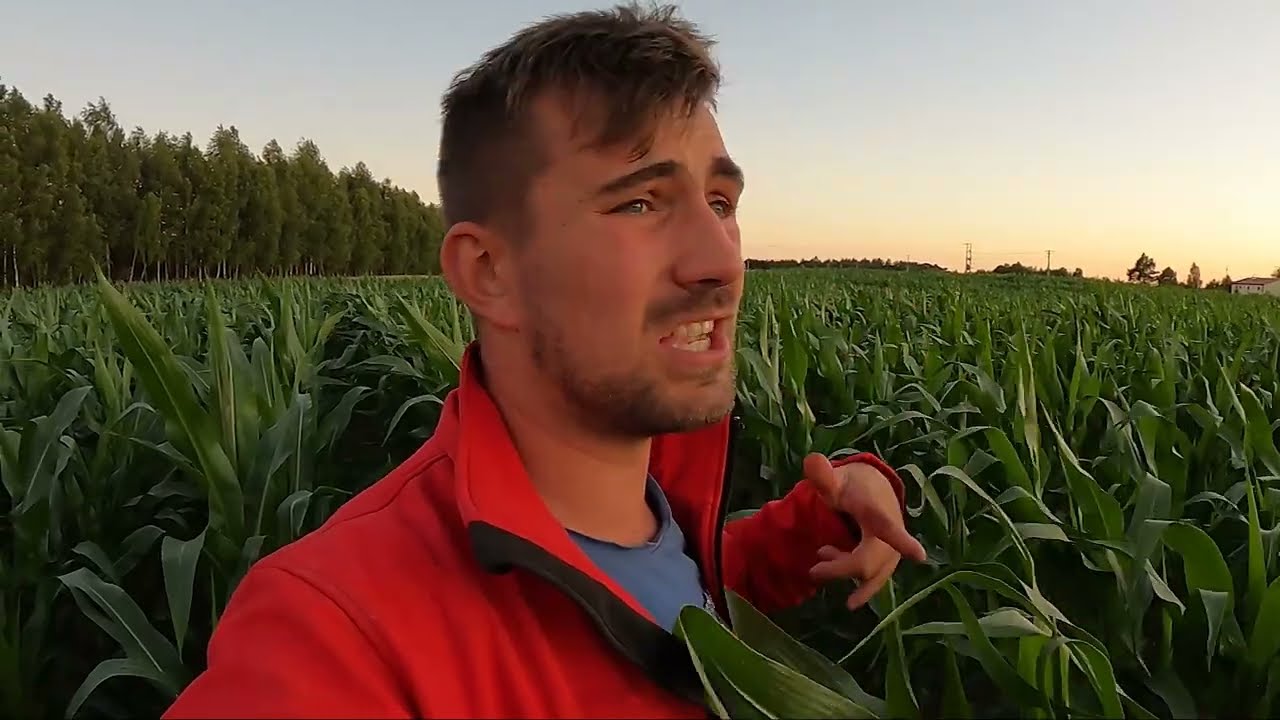 Czy kukurydza w ekologii nie zarosła chwastem? Konkurs - do wygrania ładowarka! (link w opisie) :)