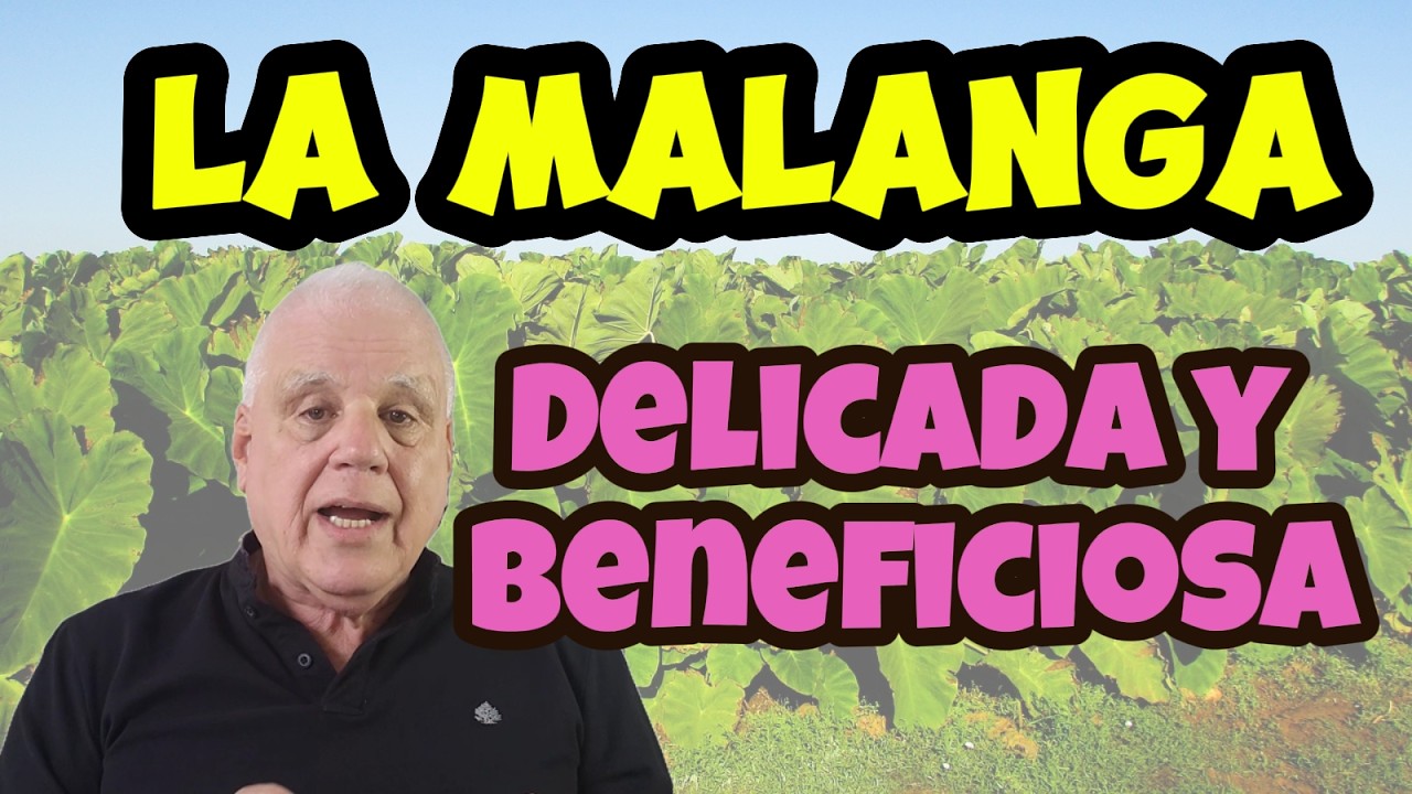 La malanga, manjar delicado, nutritivo y beneficioso #malanga #taro #salud #plantas #beneficios
