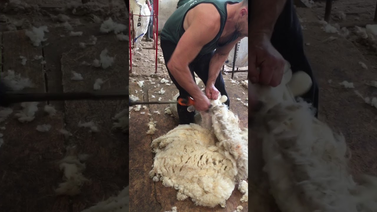 Sheep shearing last shoulder breakdown. (how to shear sheep)