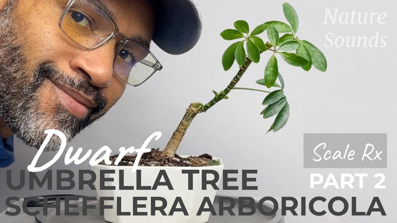 Dwarf Umbrella Tree, Schefflera arboricola, Hard Pruning, Part 2, Nov2022