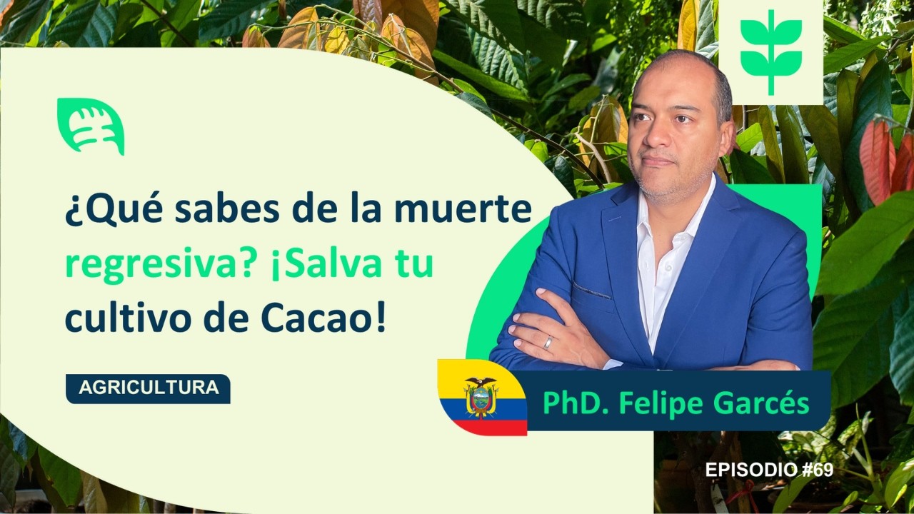 FELIPE GARCÉS: 🍫 Cómo evitar la pudrición de mazorcas y salvar tu cultivo de cacao