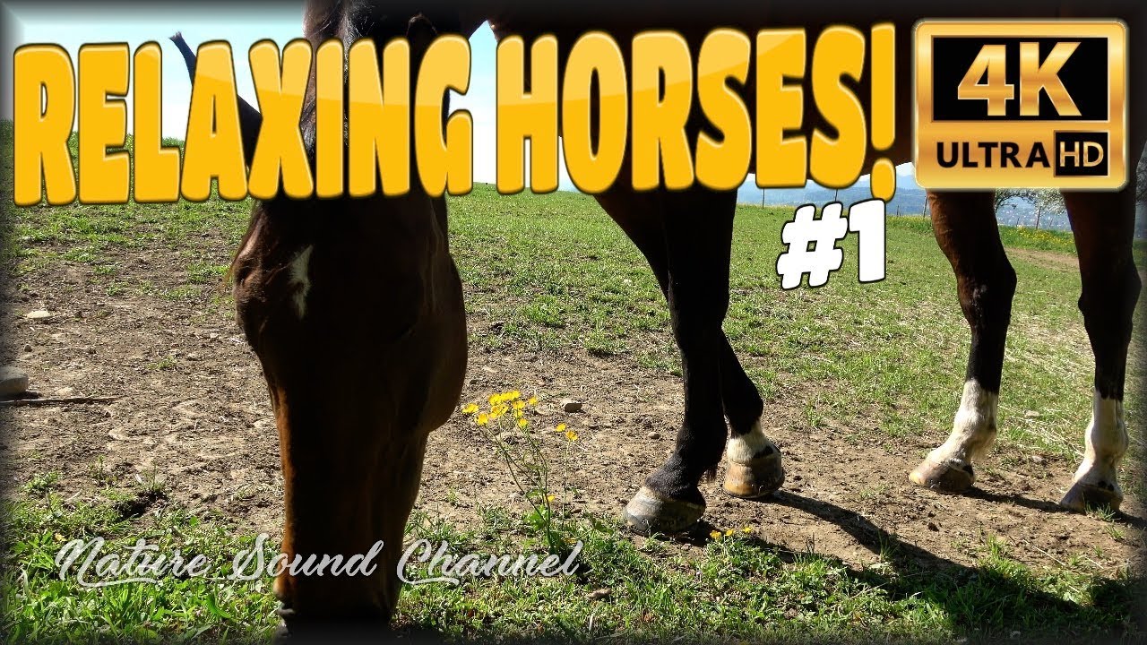 ★ 1 HOUR ★ ☯ NATURE HORSES #1 ☯ 4K relaxing horses ambience