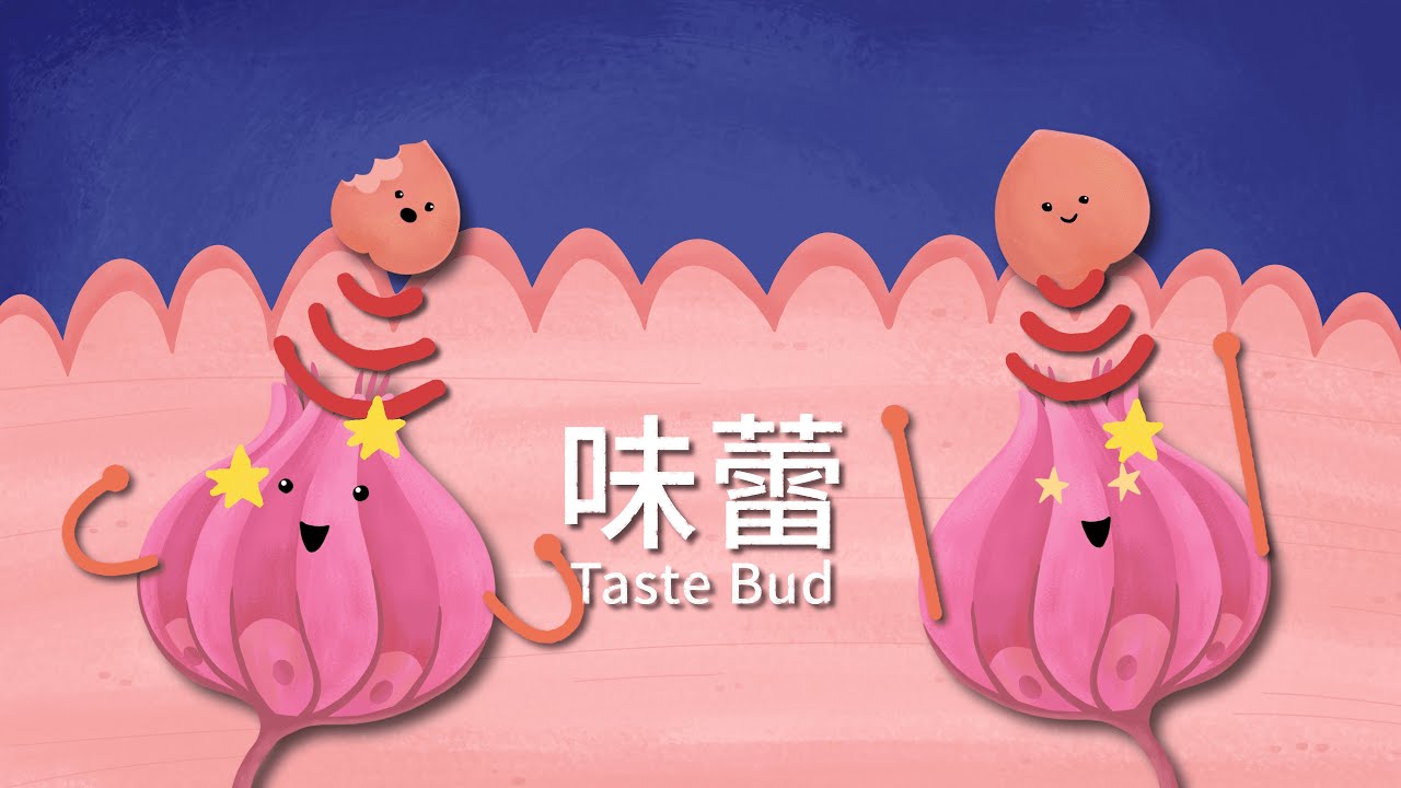 吉娃斯科學小教室｜#28 : 味覺與嗅覺｜味覺、嗅覺、味蕾、嗅覺細胞｜兒童科普動畫（繁體中文版）