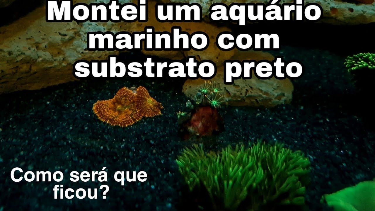 Montei um aquário marinho com substrato preto, será que ficou bom?