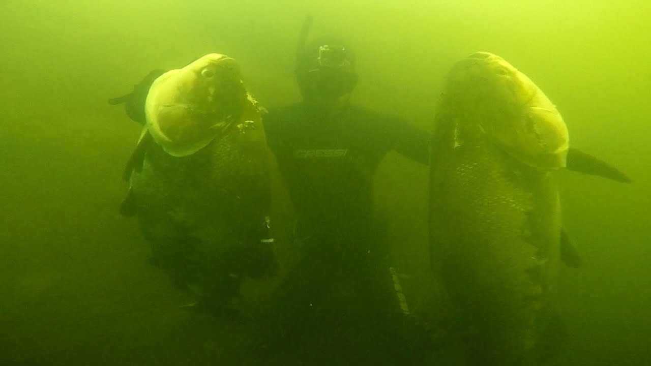 Pescasub Brasil - expedição Tocantins em busca dos Gigantes
