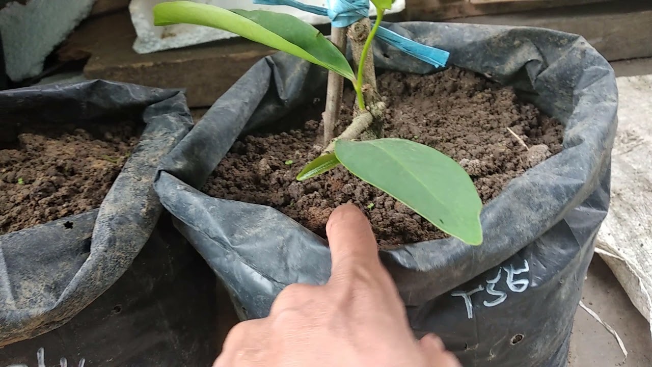 Media tanam setelah turun cangkok agar lebih cepat pertumbuhannya,  ini RahasiaNya ...