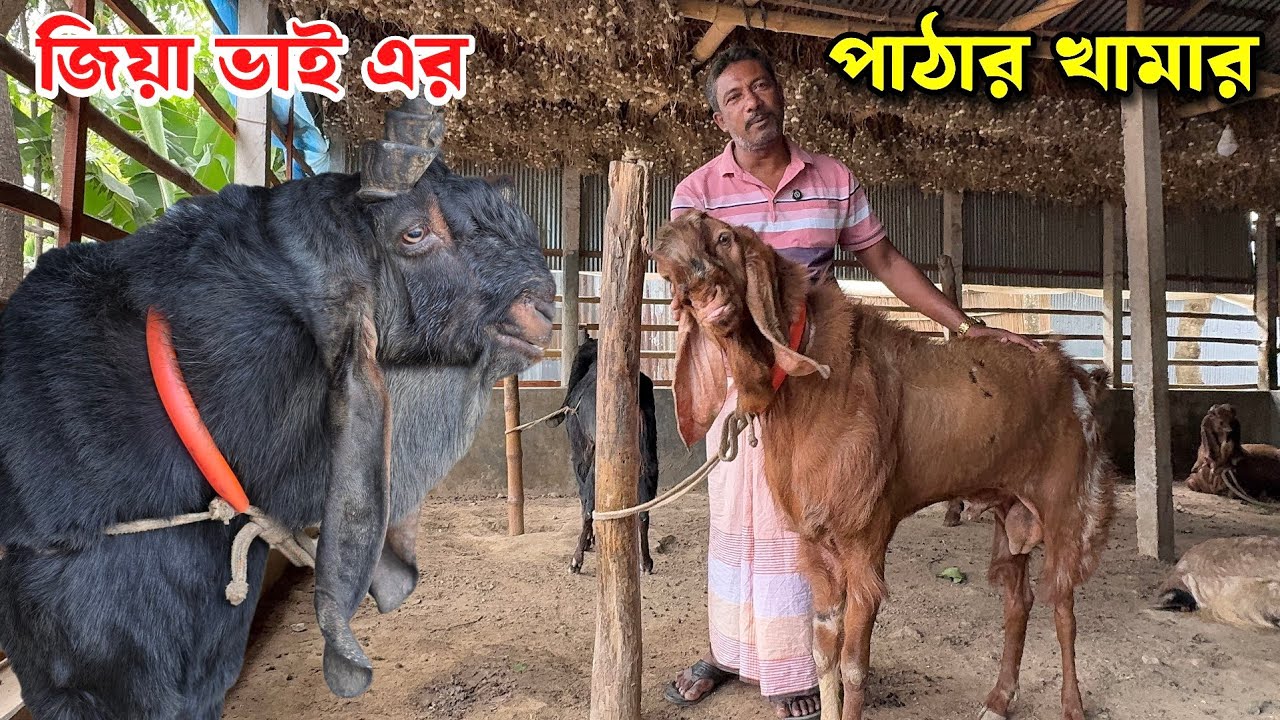 জিয়া ভাই এর পাঠার খামারে কি কি জাতের পাঠা আছে দেখুন