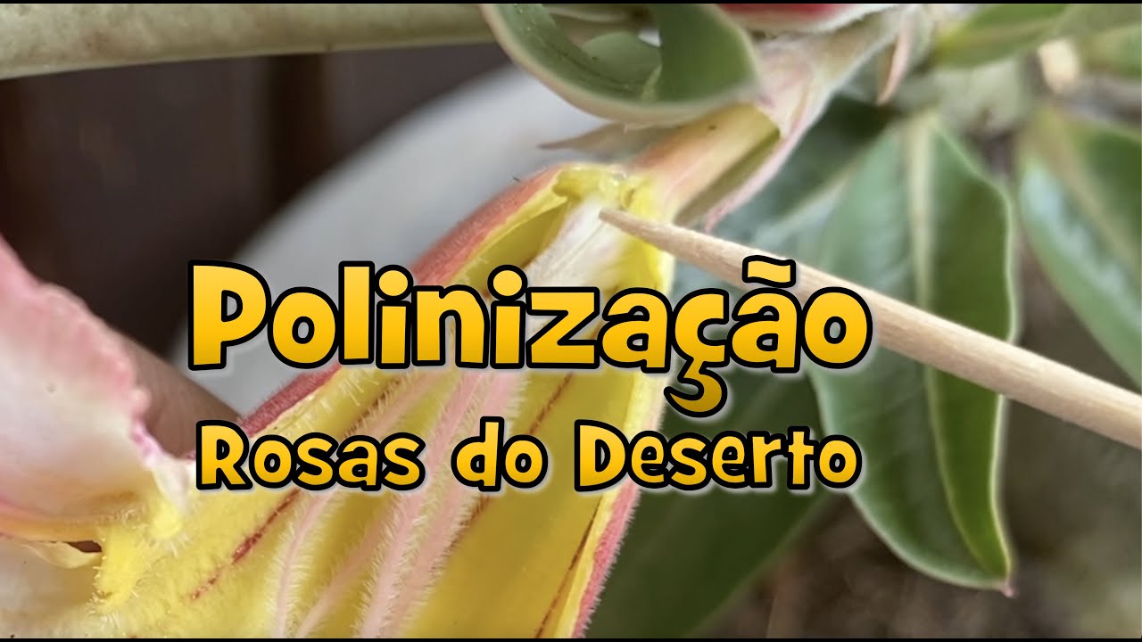 Polinização FÁCIL em Rosas do Deserto