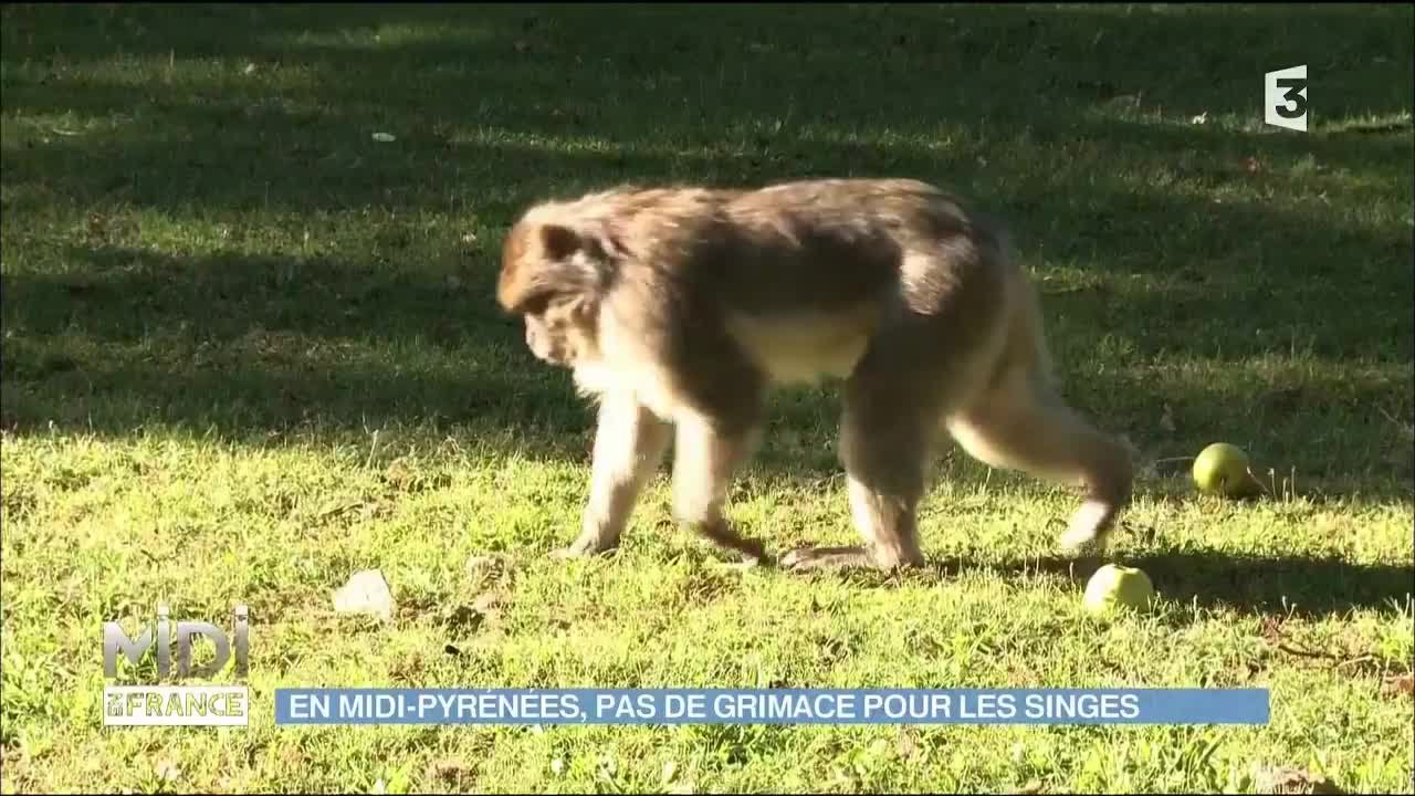 En Midi-Pyrénées, pas de grimace pour les singes