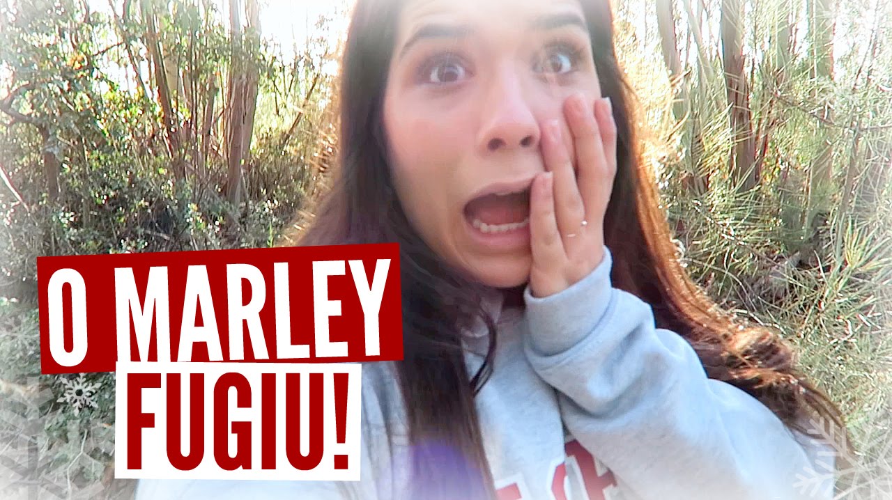 Vlogmas 20 ❄️ O MEU CÃO FUGIU!