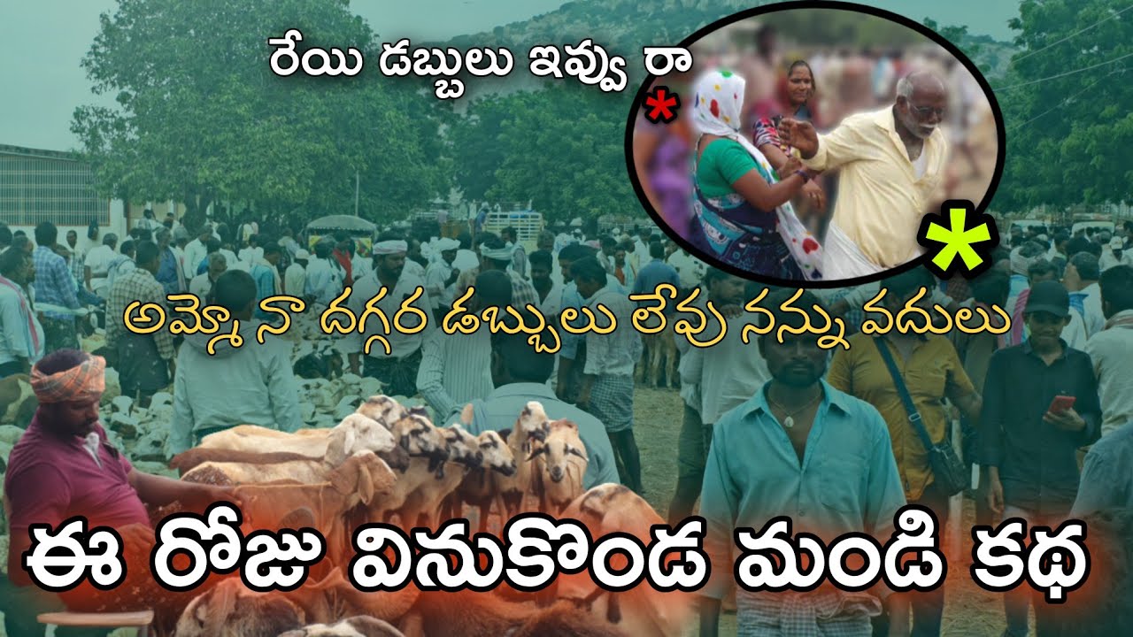 ఈ రోజు వినుకొండ మండి కథ ! Sheep Market Opens Every Monday At Vinukonda ! Mandi Complete Details