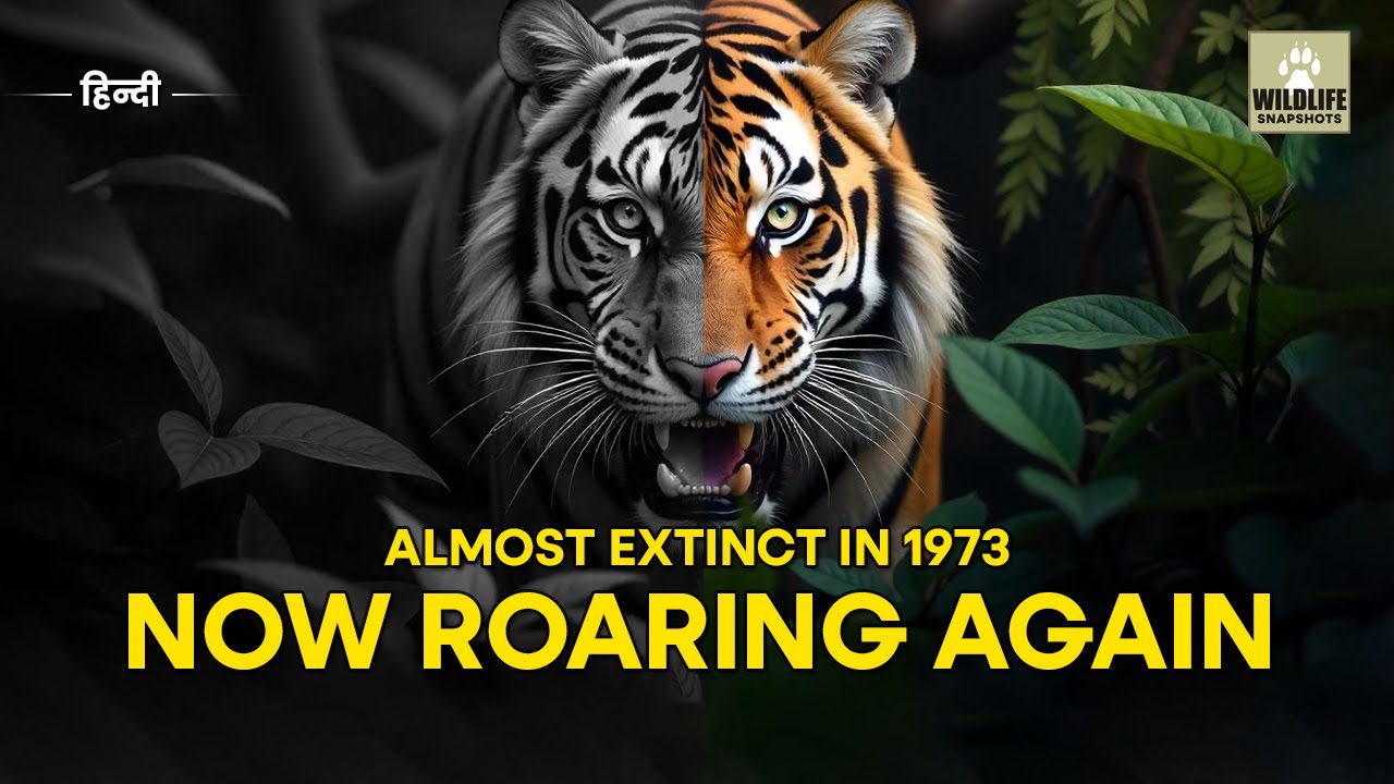 Project Tiger: India's DESPERATE Bid to Save Bengal Tigers