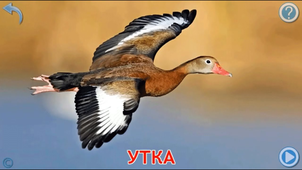 Учим названия птиц.