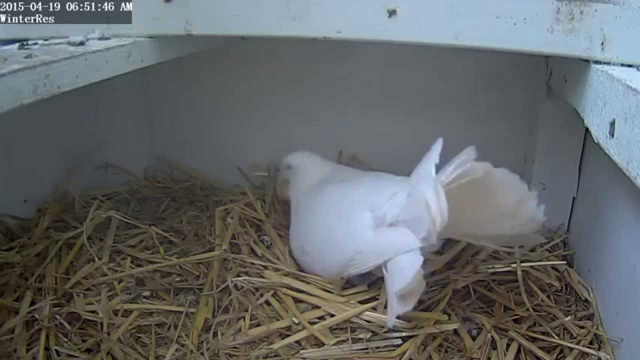 Fantail Dove Eggs Hatch, & First Feeding