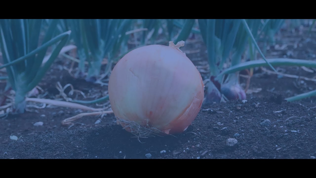 Horodynsky Farms - The Onion Farmer