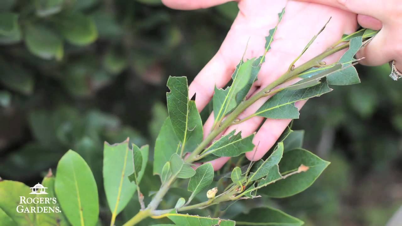Gardening 101 Series | What's Wrong with My Plant? with Tracy Wankner