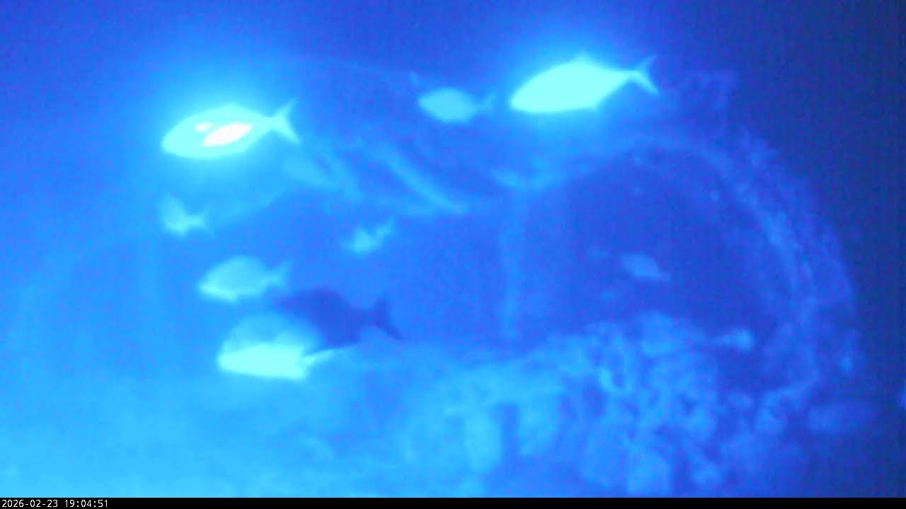 Living Sea Sculpture Live Stream