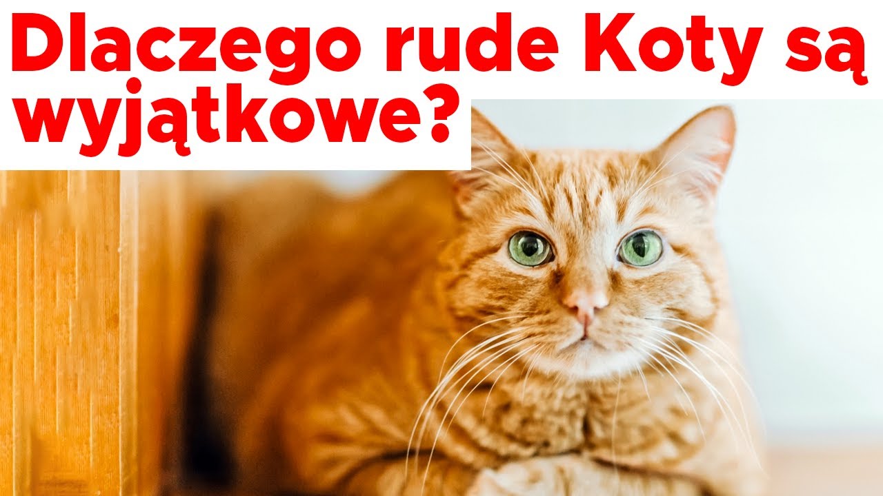 RUDE KOTY CZYLI WYJĄTKOWE STWORZENIA