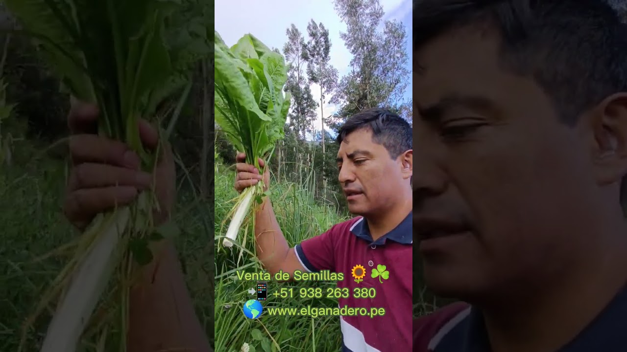 Siembra Labranza Cero de Pastos Perennes y Forrajes para Ganado . Ganadería Regenerativa