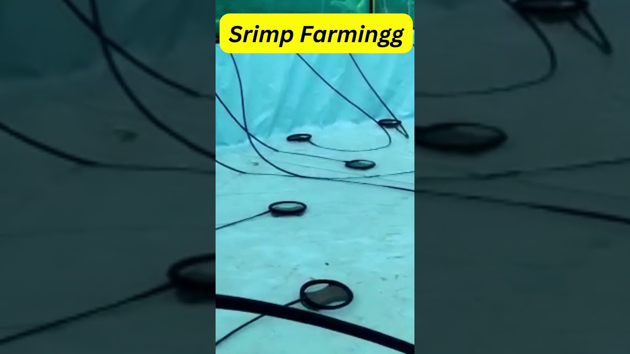 Shrimp Farming in BioFloc Culture | Water Preparation & Aeration Placement in Tank