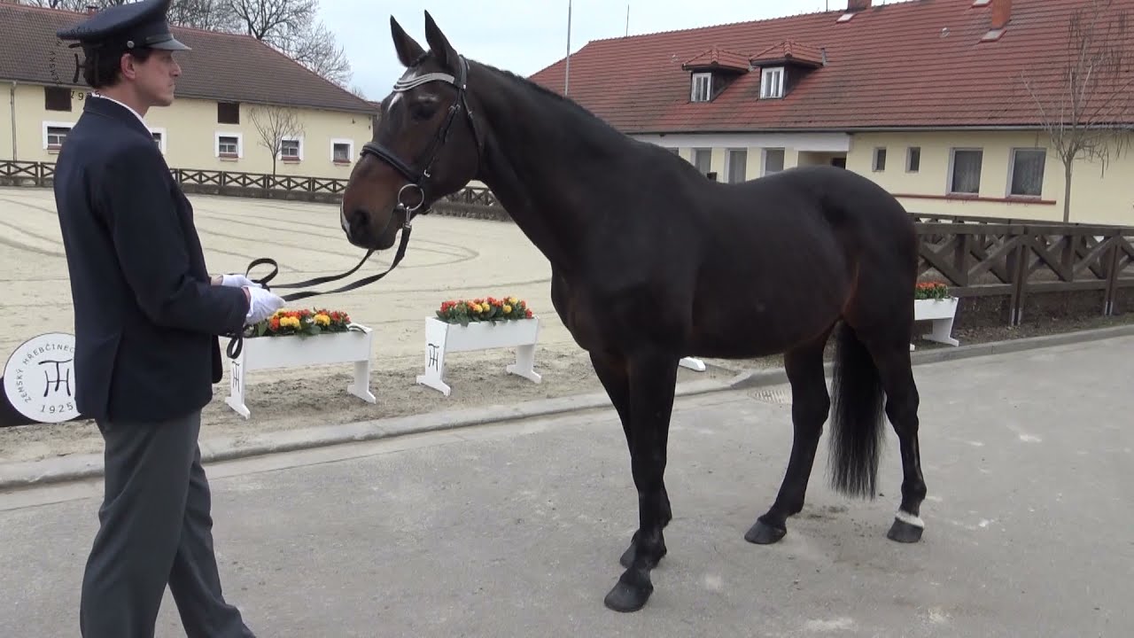 2836 Magnus Romeo - Plemenní hřebci pro připouštěcí sezonu roku 2021 - TZ Tlumačov