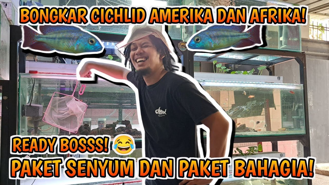BONGKAR HABIS CICHLID AMERIKA & AFRICA DIREMEDIAL CICHLID, ADA PAKETAN SENYUM DAN PAKETAN BAHAGIA‼️