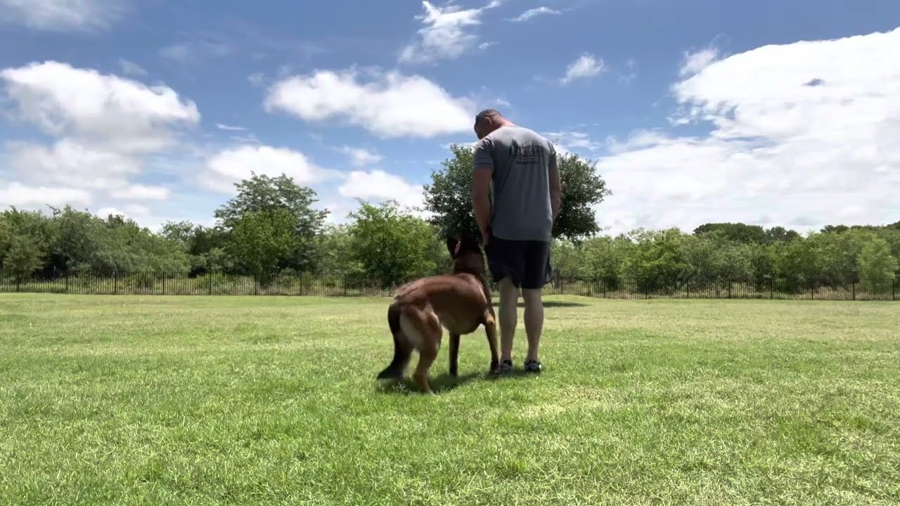 K9 Barry male malinois family protection dog doing off leash obedience