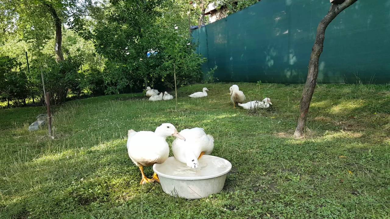 Mulard 9 weeks.
