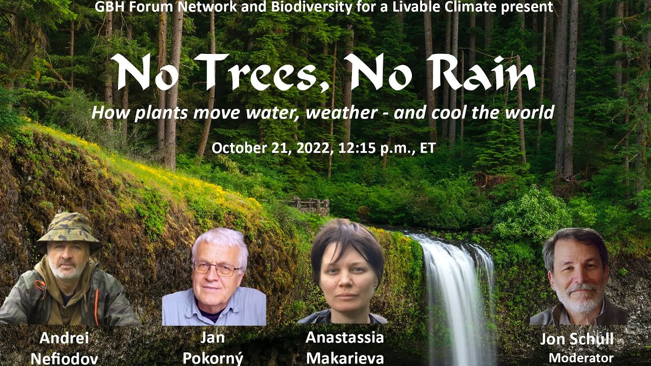 No Trees, No Rain