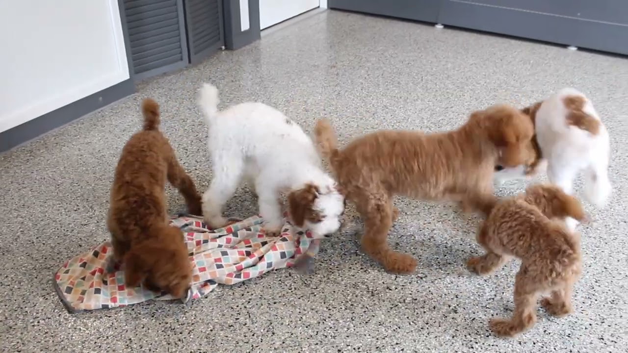 Mini Poodles