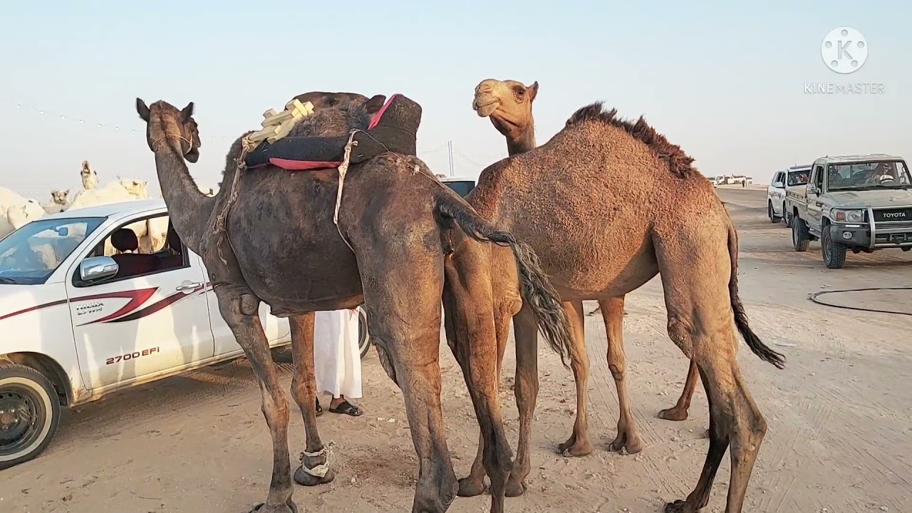 جوله في مزاد العقيلات  مع ملاك الإبل الأحد ٤/٣/١٤٤٣