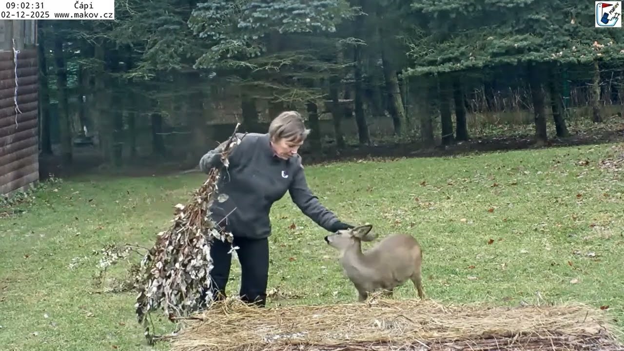 Srnečka si při&scaron;la pro pohlazen&iacute; za Jiřinkou a jde ji doprov&aacute;zet do lesa i zpět