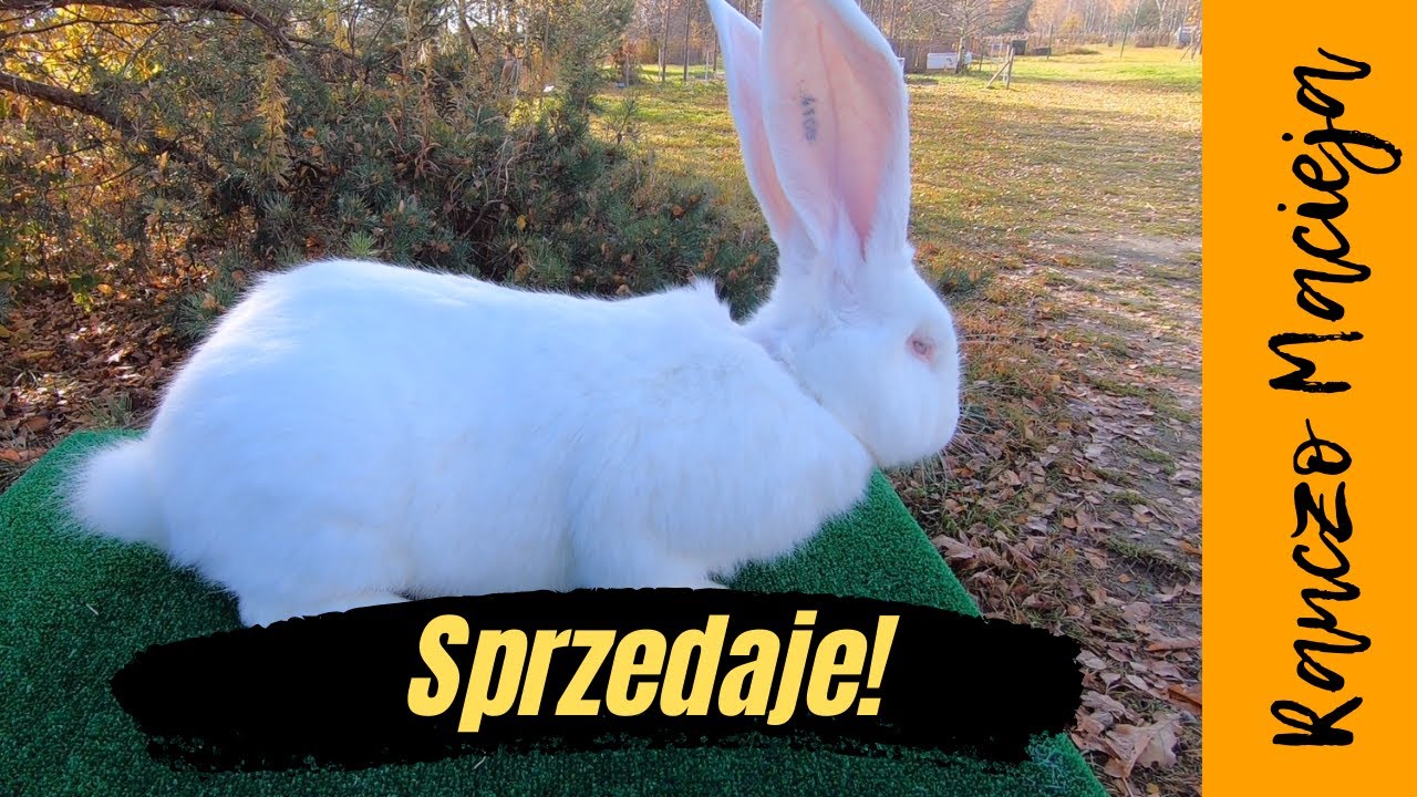 Sprzedaje nadwyżki królików #55