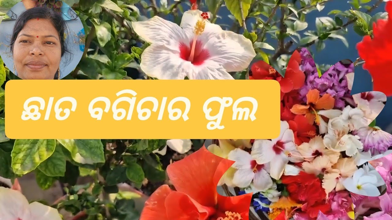 2 mar ଛାତ ବଗିଚାର ବିଭିନ୍ନ ପ୍ରକାରର ଫୁଲ  |Chhat ke upar flower garden | flower from organic Gardening 
