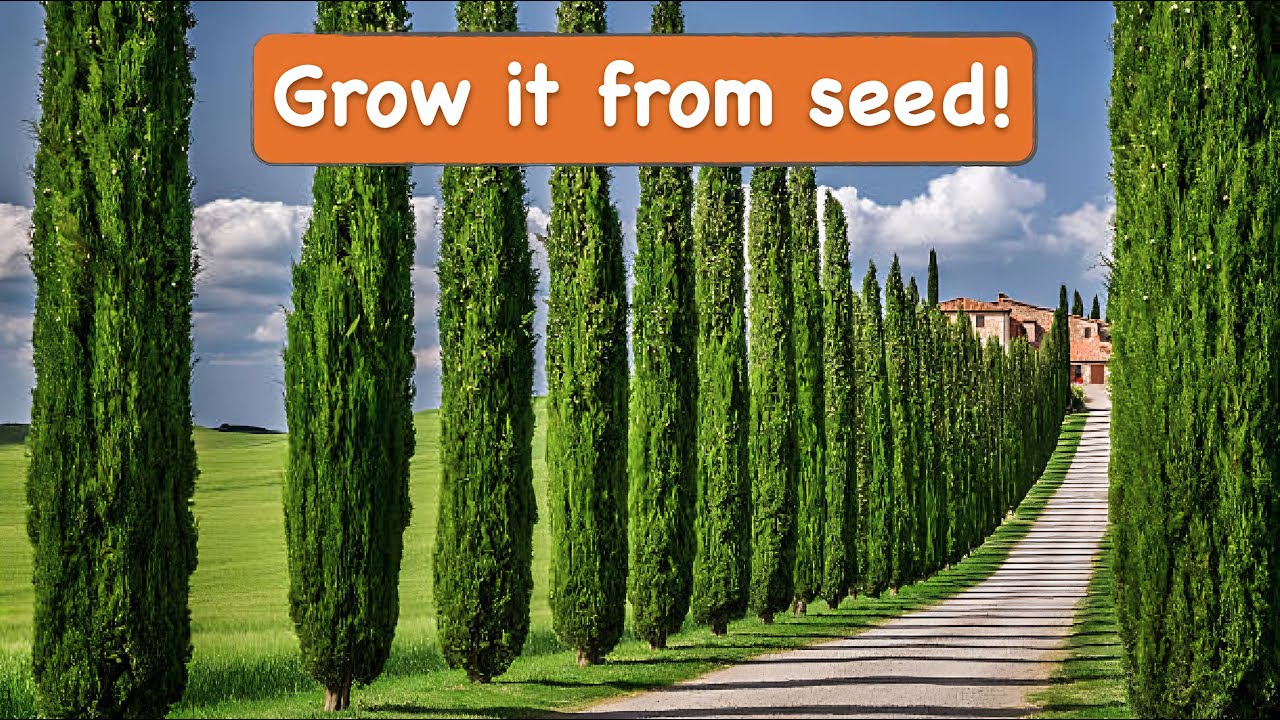 How to Grow Italian Cypress Tree from Seed