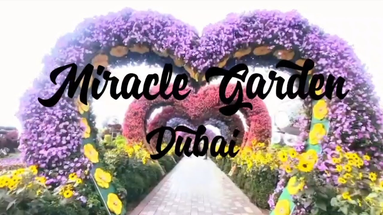 Miracle Garden: Der Weltgrößte natürliche Blumengarten
