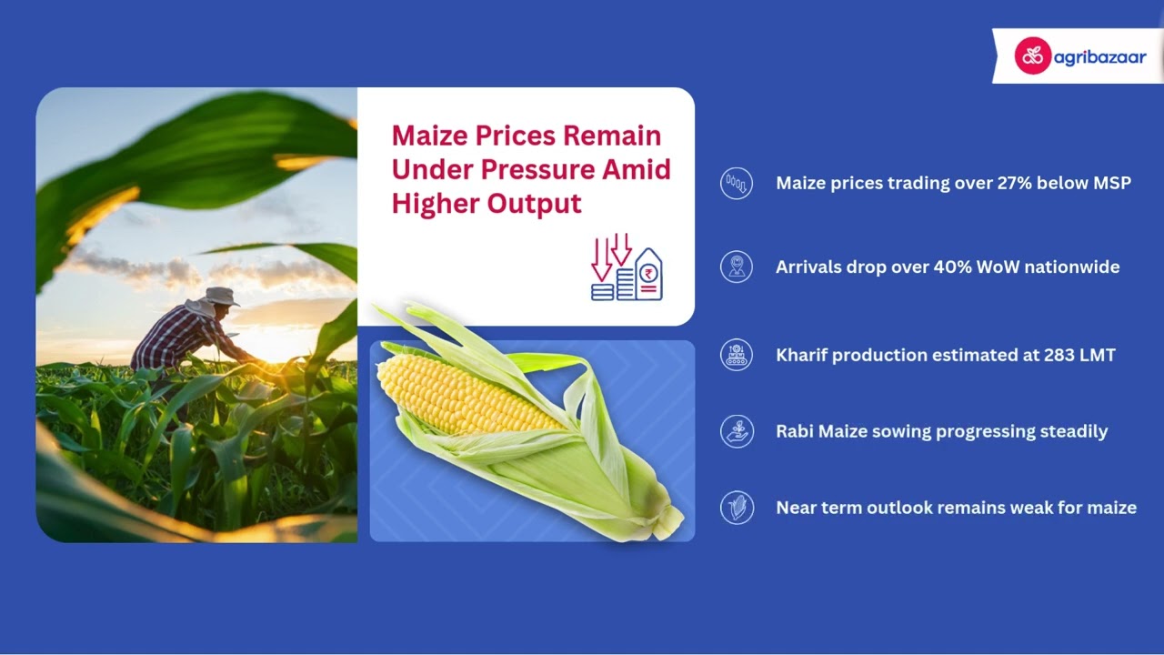 Maize market updates: Prices under pressure as output rises! | agribazaar