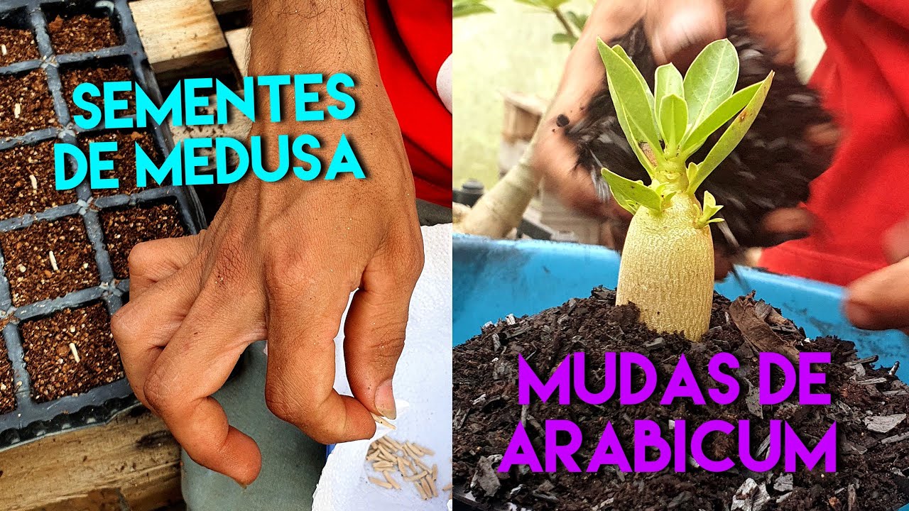 PLANTANDO ROSA DO DESERTO - SEMENTES DE MEDUSA E MUDAS DE ARABICUM 🌱