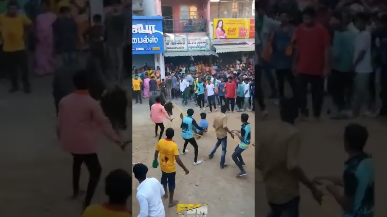 kptm pongal bull sambavam 🐂🐂🐂