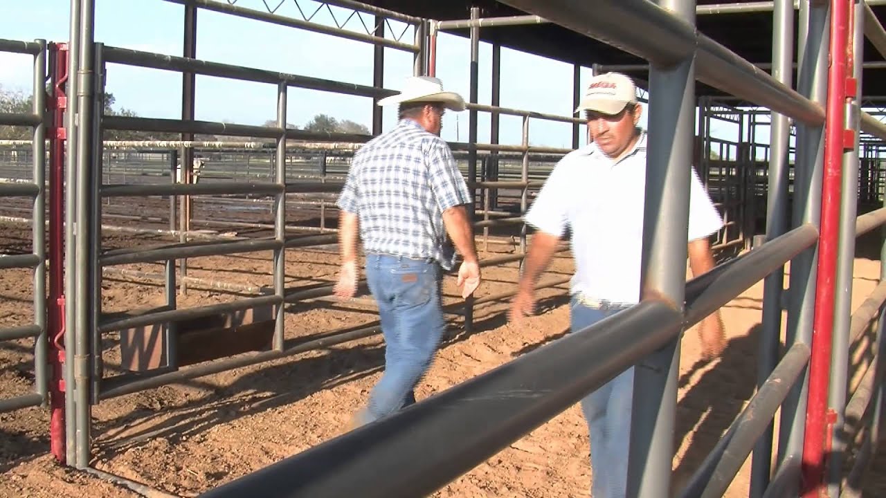 How To Own A Bucking Bull