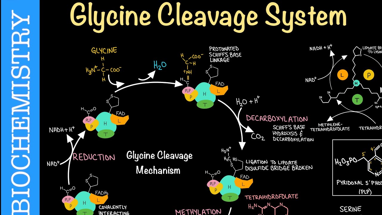 Glycine Cleavage System / Glycine Decarboxylase Complex (Glycine Degradation) | Biochemistry