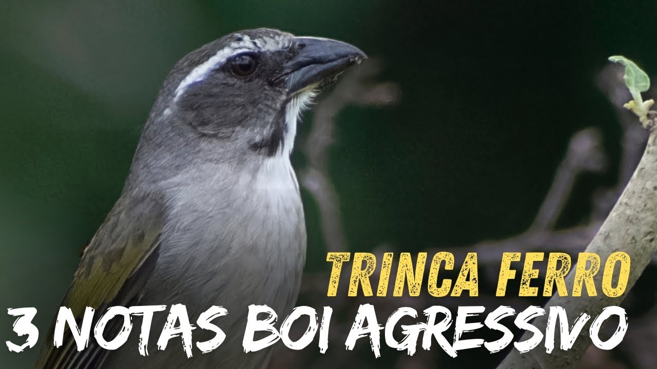 Trinca ferro canto 3 notas com boi agressivo para encarte de filhotes e estímulo de Galadores!!