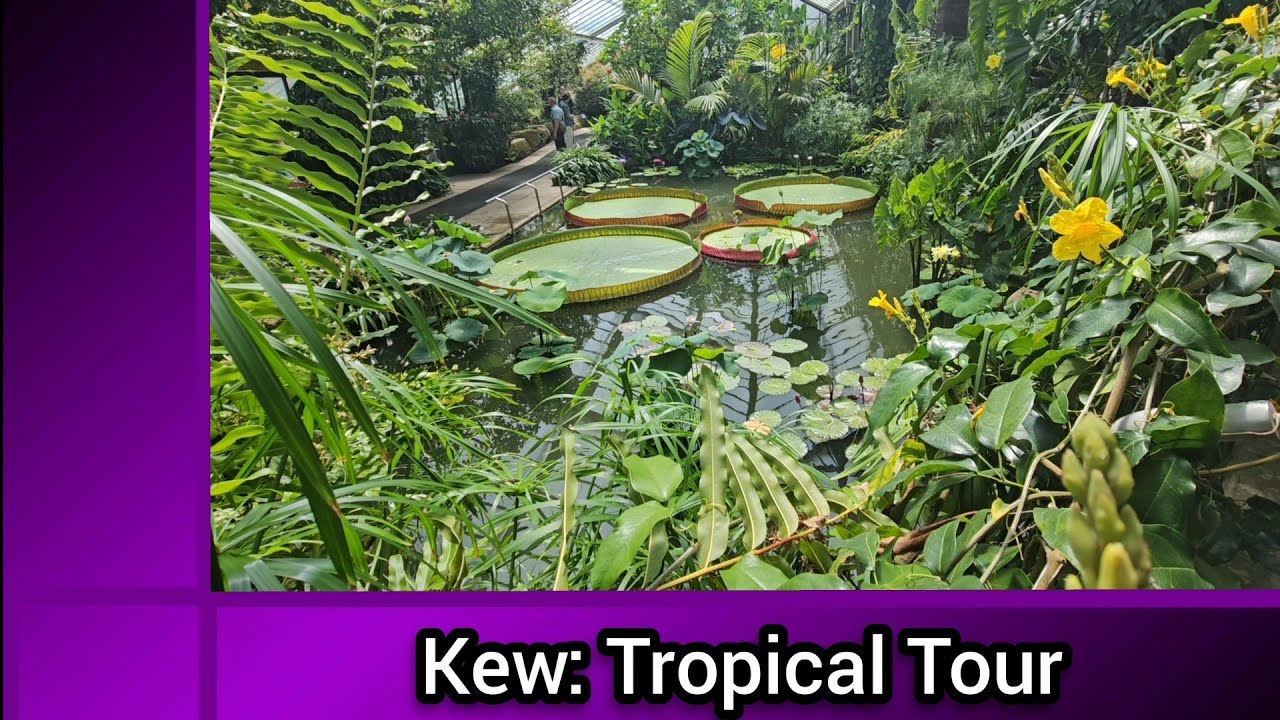 Kew Gardens: Tour of the Tropical Zone, Princess of Wales Conservatory. Plant Information.