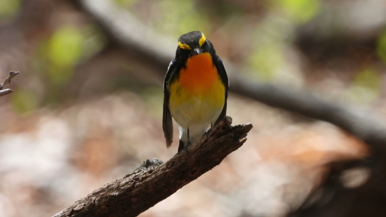 軽井沢野鳥の森公園( Karuizawa Wild Bird Sanctuary Park)4K